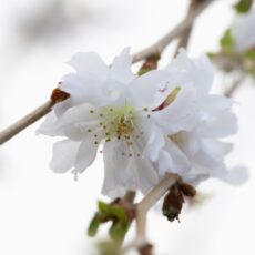 5038838153266 1 Prunus Crystal Falls 12L.jpg